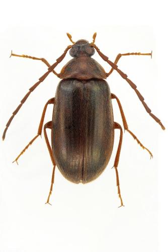 Hymenalia rufipes